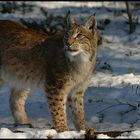 Luchs