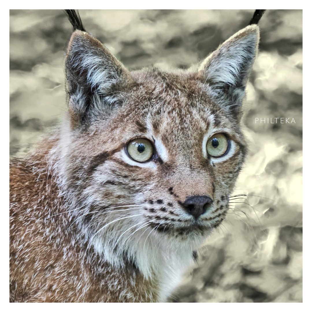 Luchs