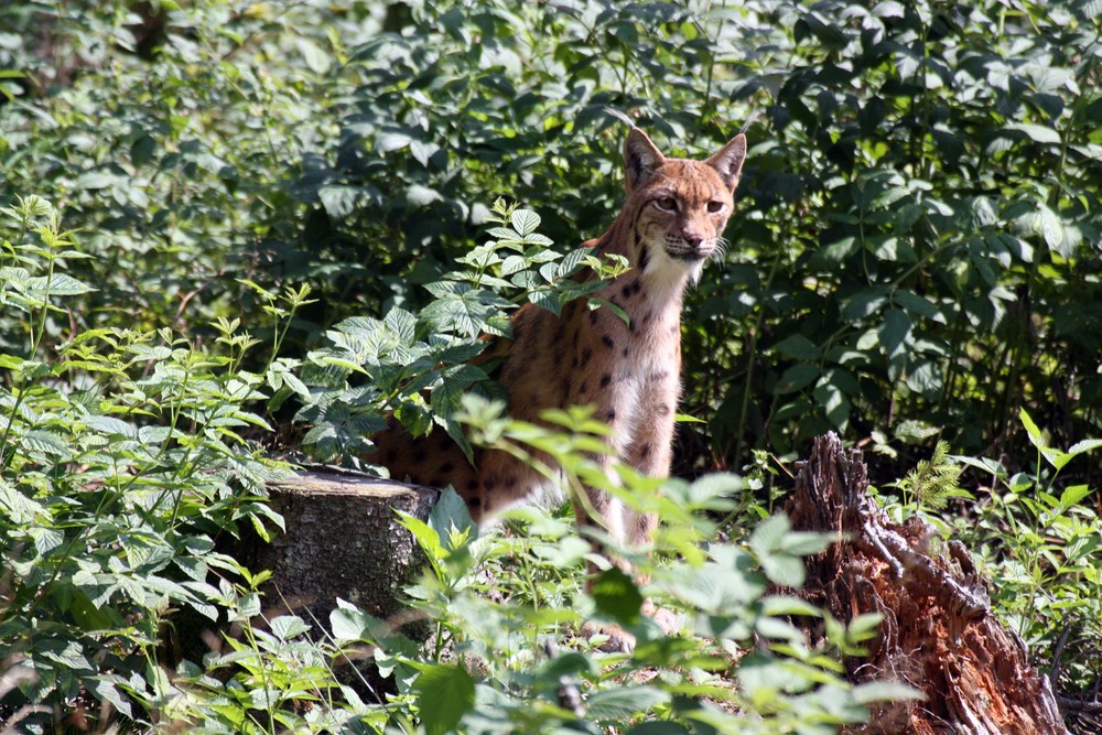 Luchs