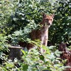 Luchs