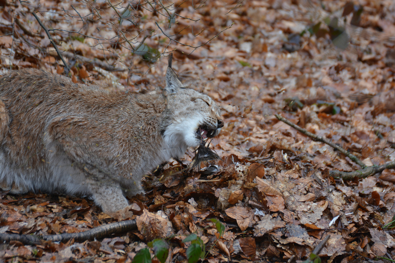 Luchs