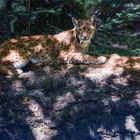 Luchs