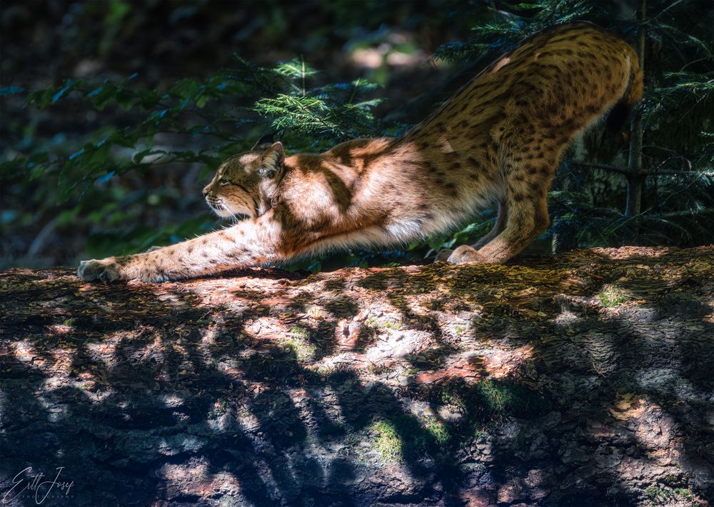 Luchs