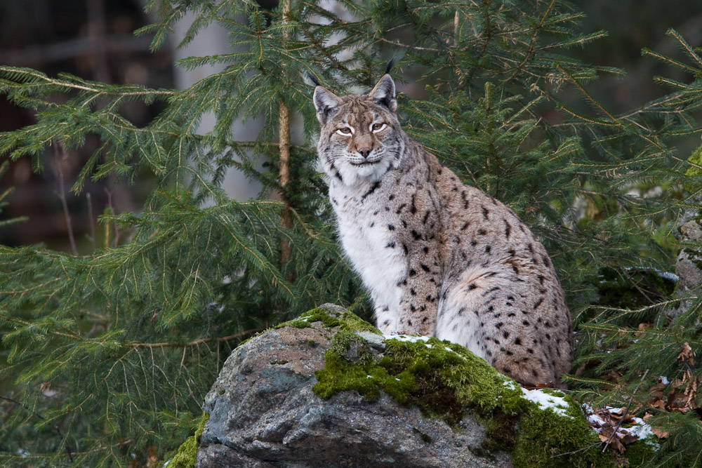 Luchs