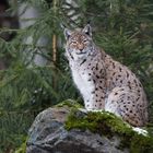 Luchs