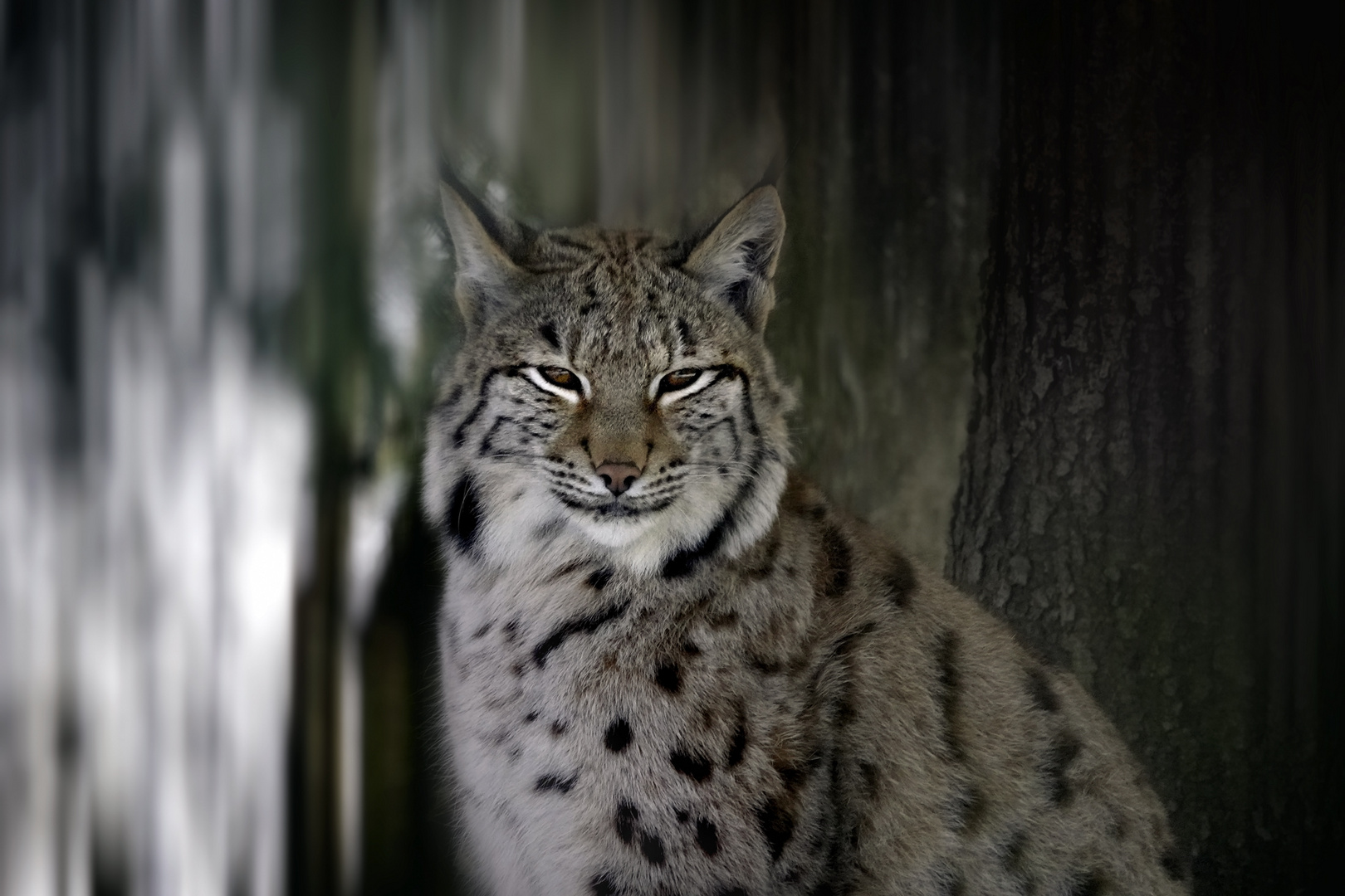 Luchs *