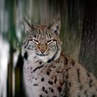 Luchs *