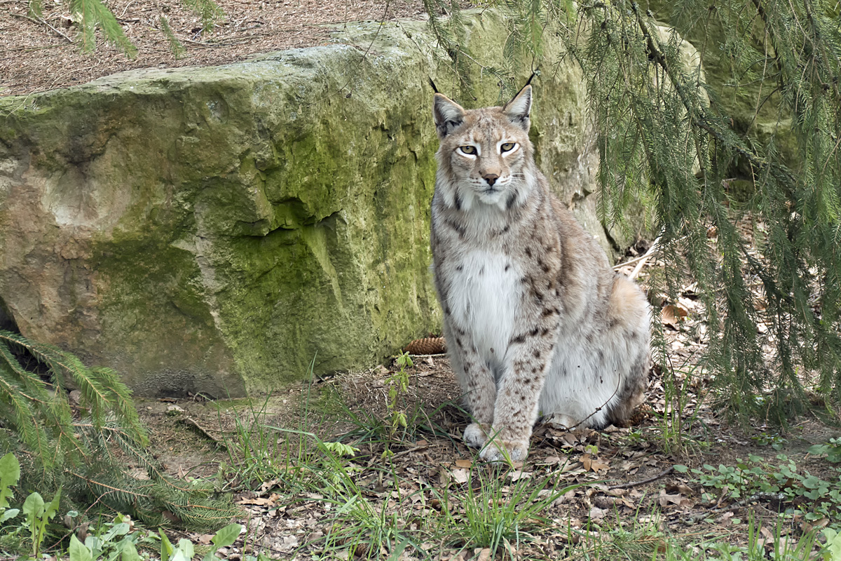 Luchs