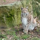 Luchs