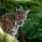 Luchs