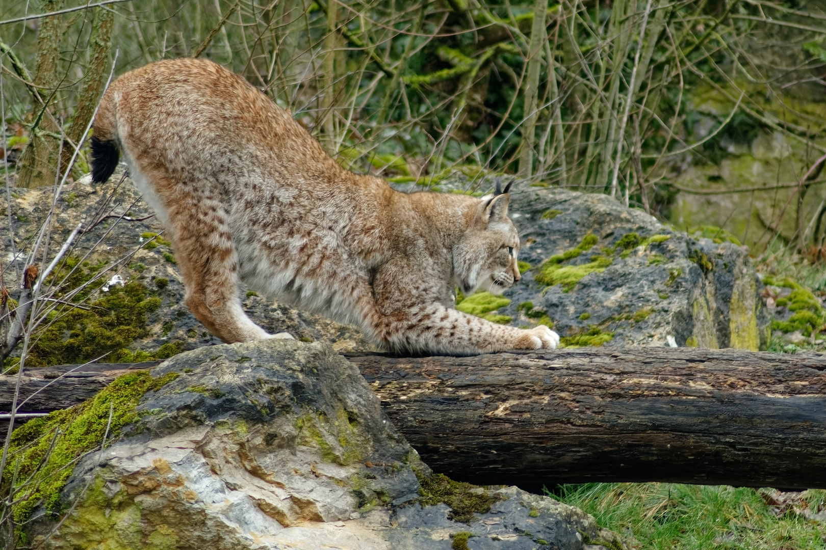 Luchs 