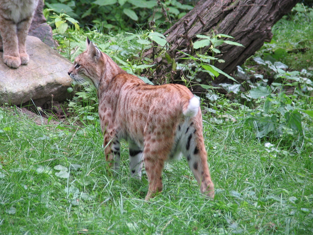 Luchs