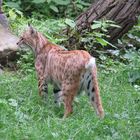 Luchs