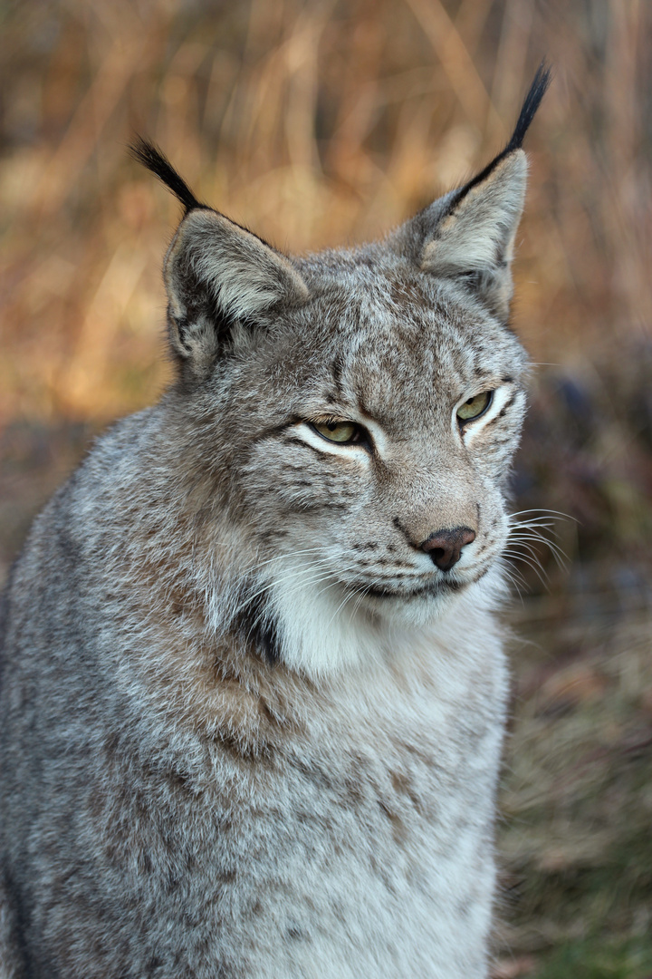 Luchs