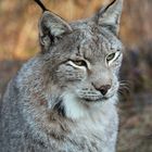 Luchs