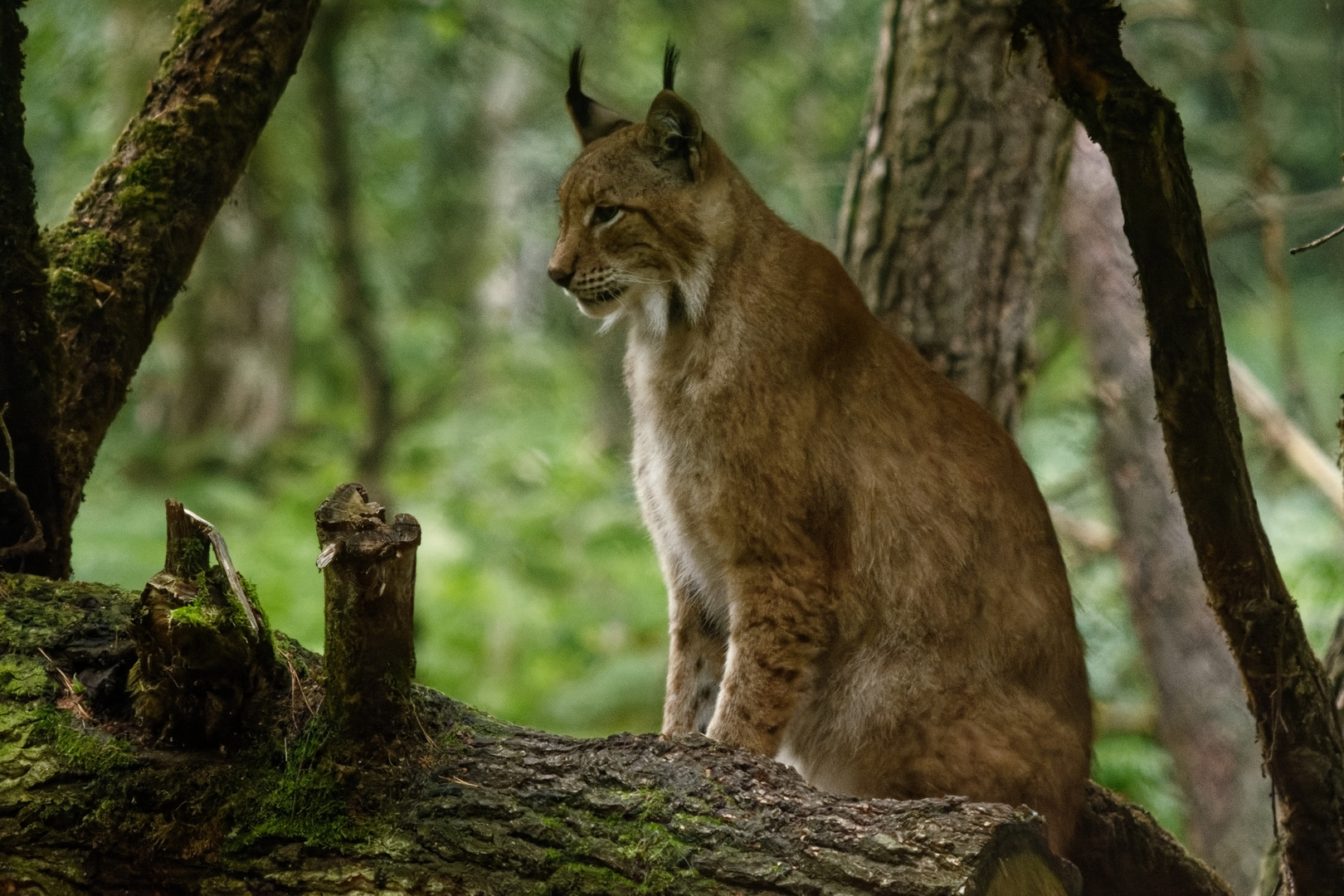 Luchs