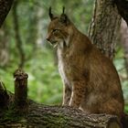 Luchs