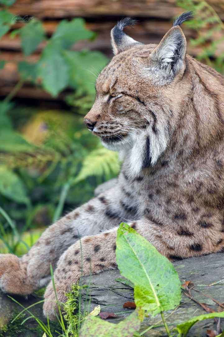 Luchs