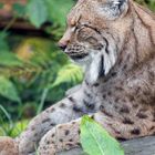 Luchs