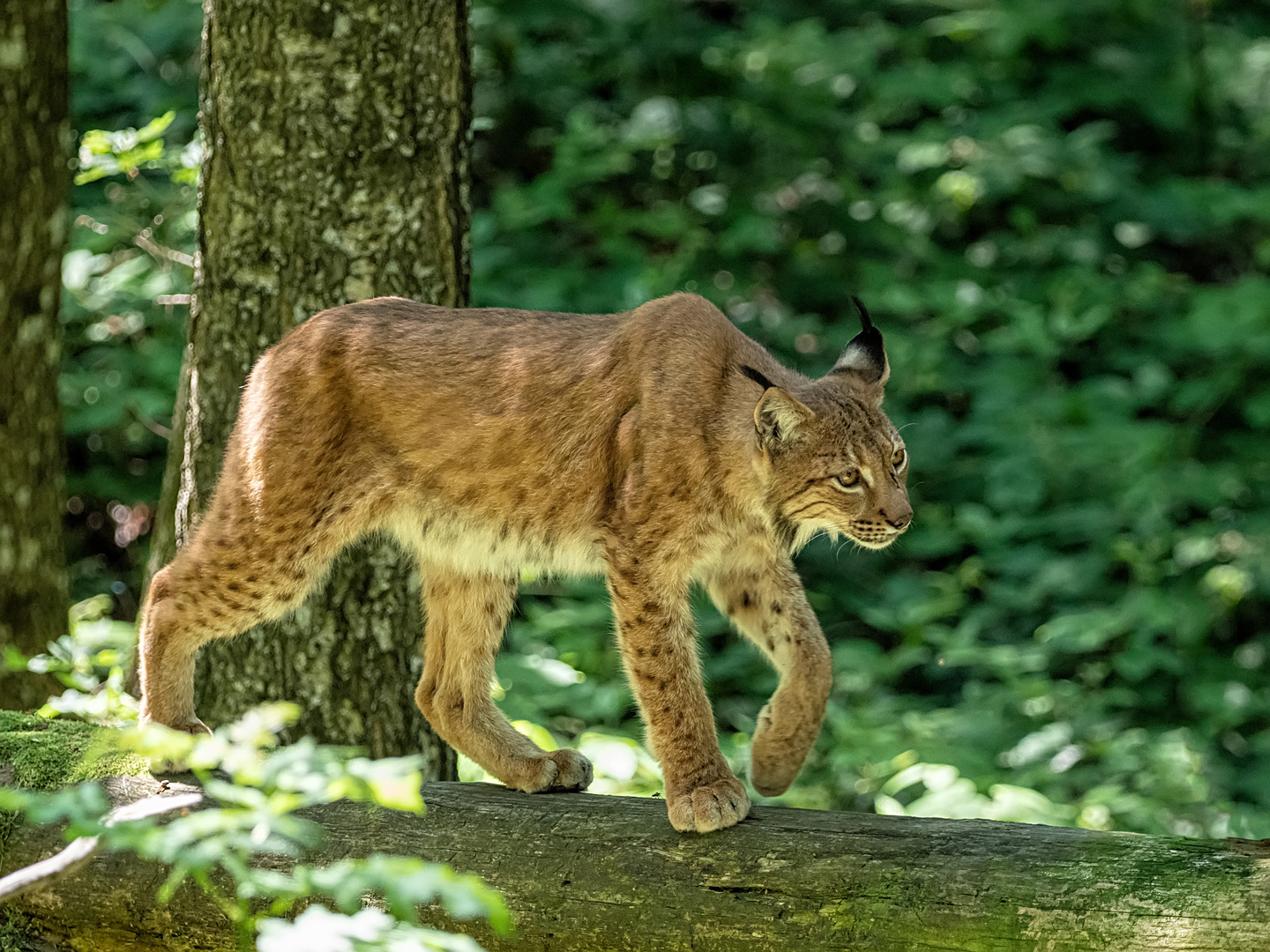 Luchs