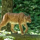 Luchs