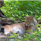 Luchs