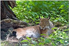 Luchs