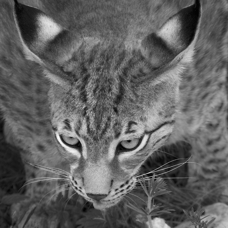 Luchs