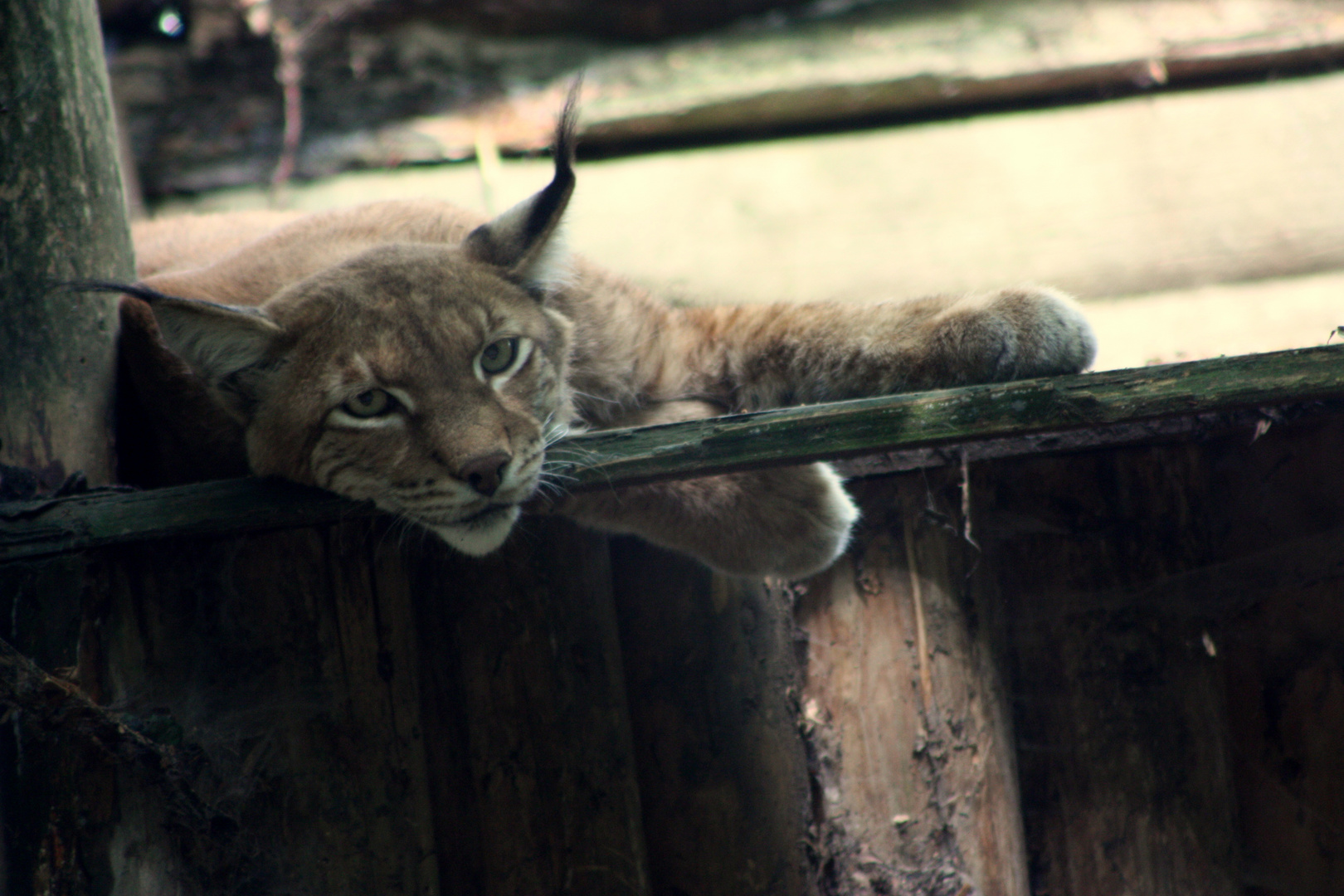 Luchs...