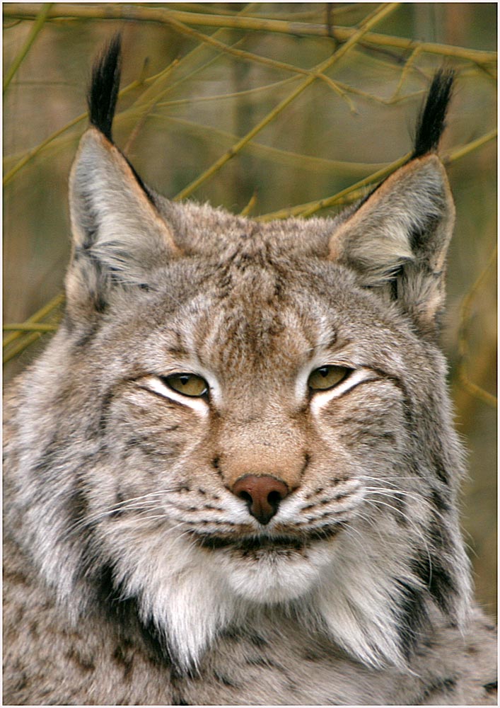 Luchs