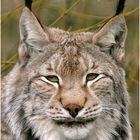 Luchs