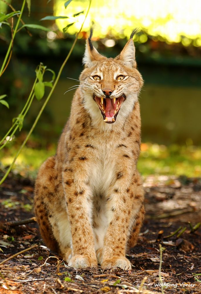 Luchs