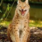 Luchs