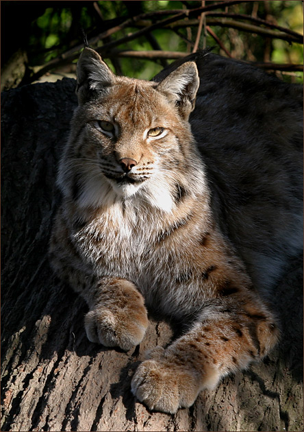 luchs °//°