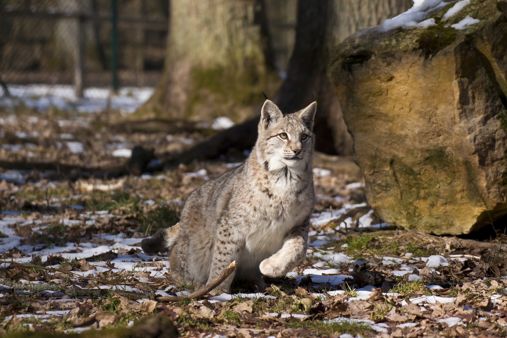 Luchs