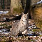 Luchs