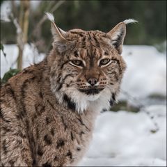 Luchs