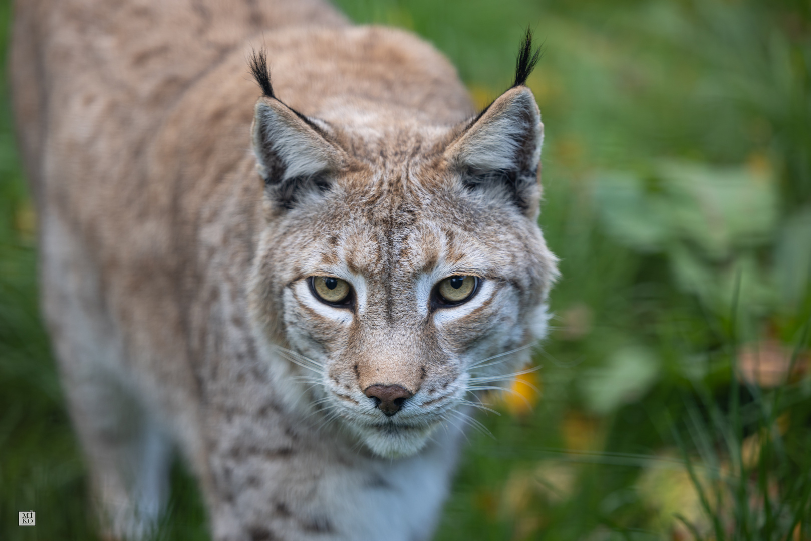 Luchs Foto & Bild deutschland, europe, hessen Bilder auf