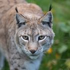 Luchs