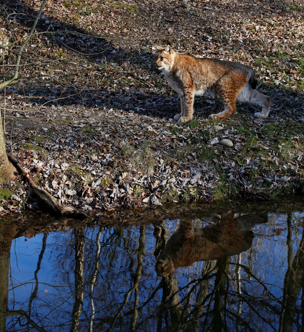 Luchs 