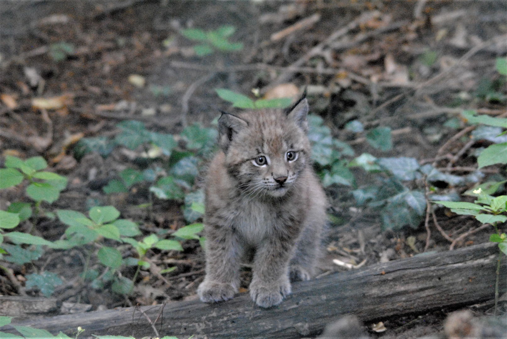 Luchs