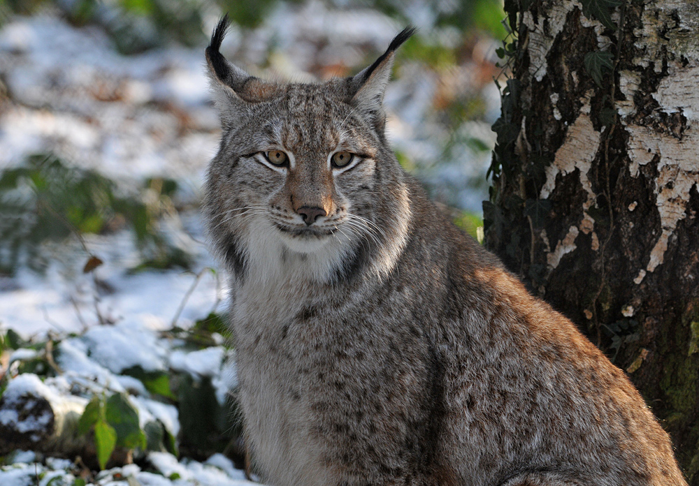 Luchs – Abendsonne