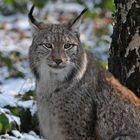 Luchs – Abendsonne