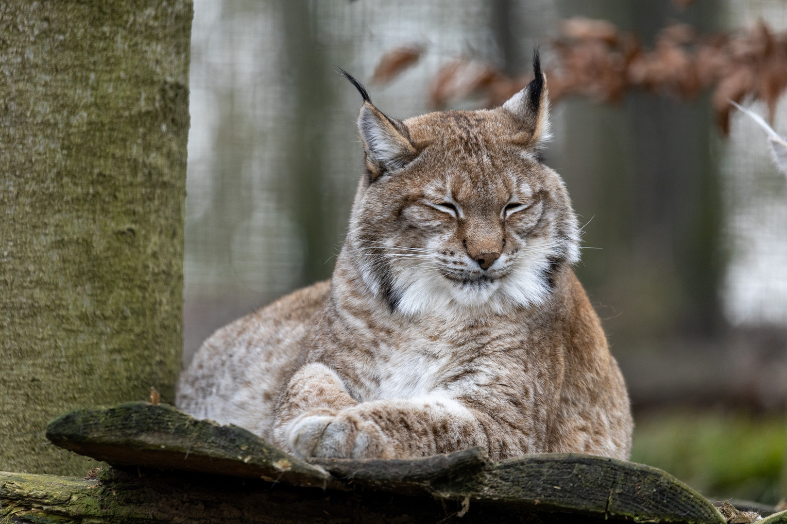 Luchs