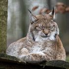 Luchs