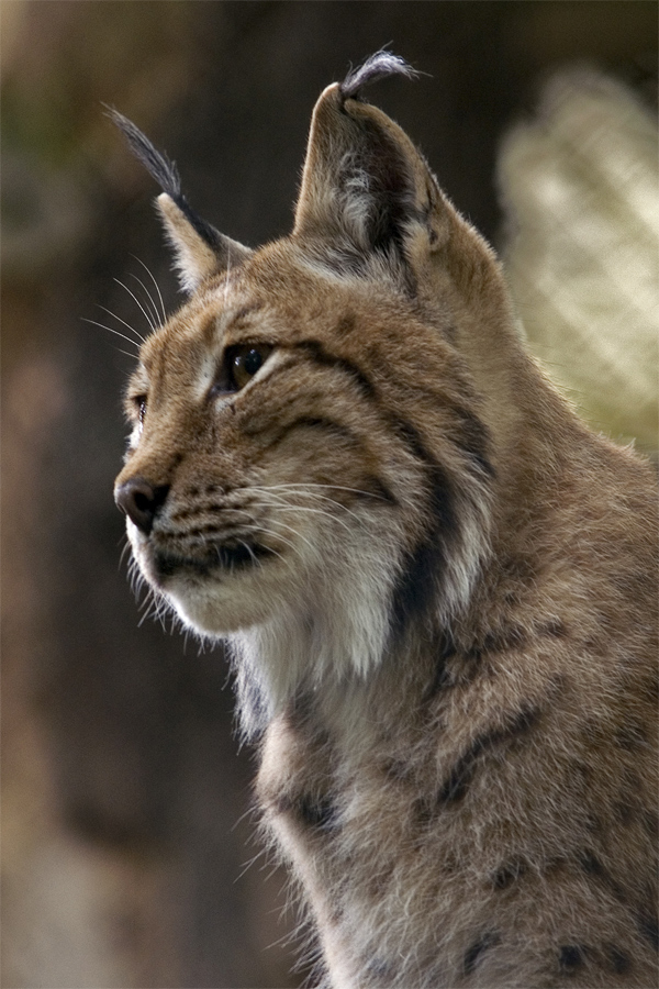 Luchs