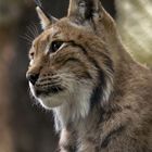 Luchs