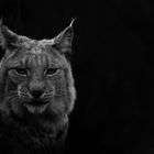 Luchs