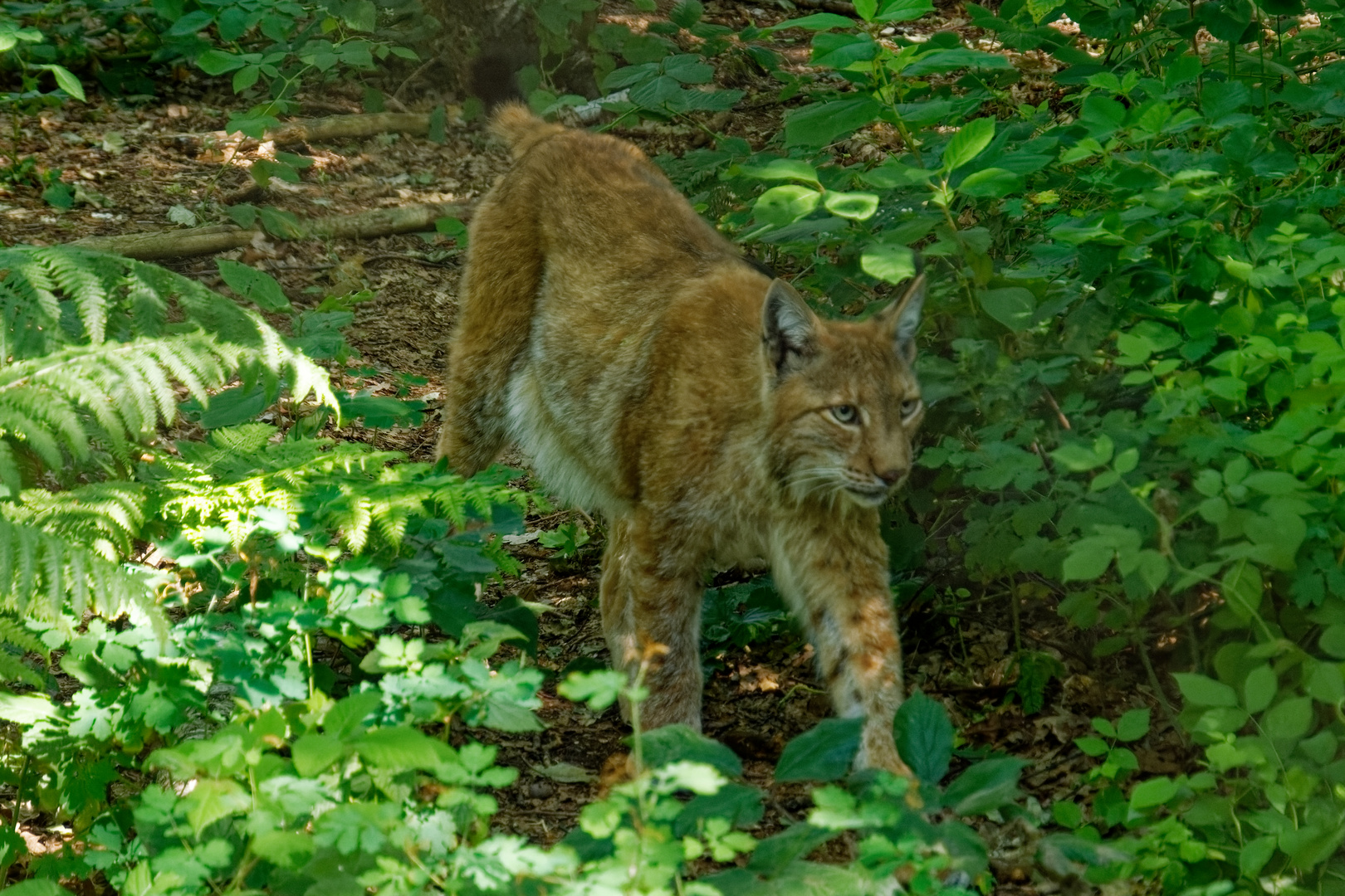 Luchs