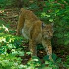 Luchs